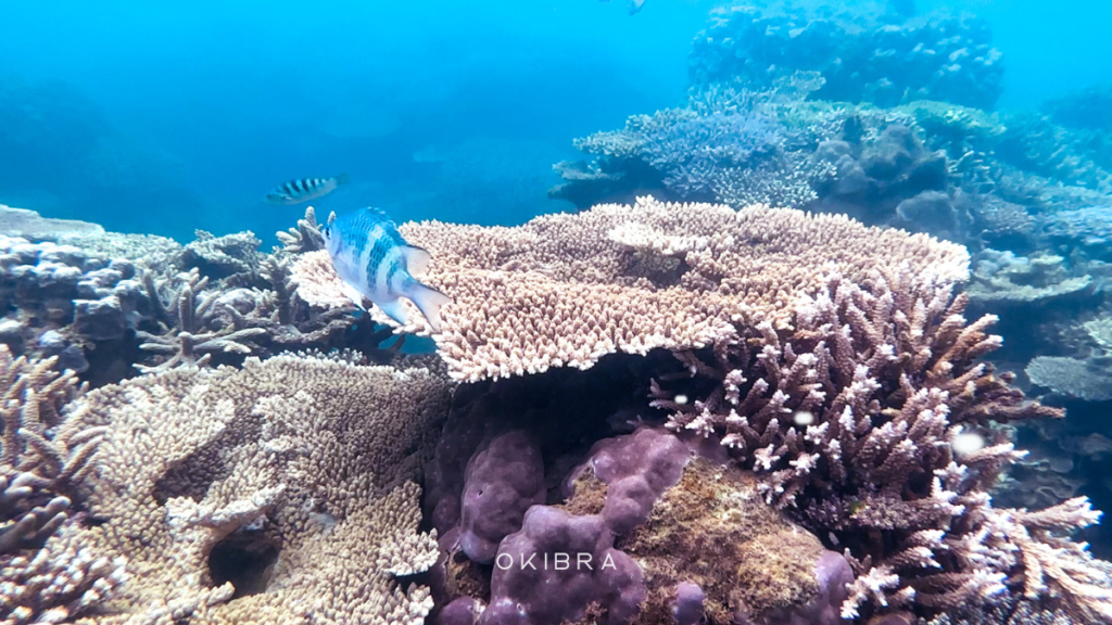 沖縄の珊瑚礁サンゴゴリラチョップ