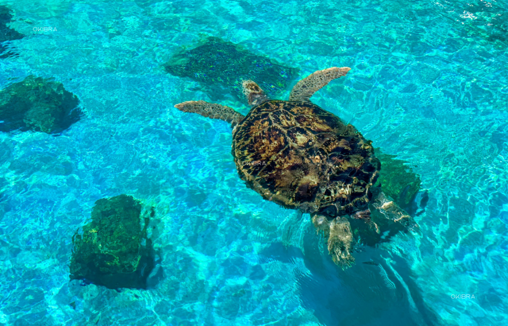 美ら海水族館 沖縄県本部町