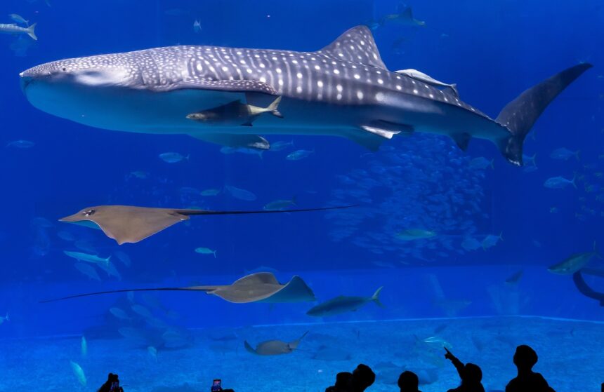 沖縄美ら海水族館