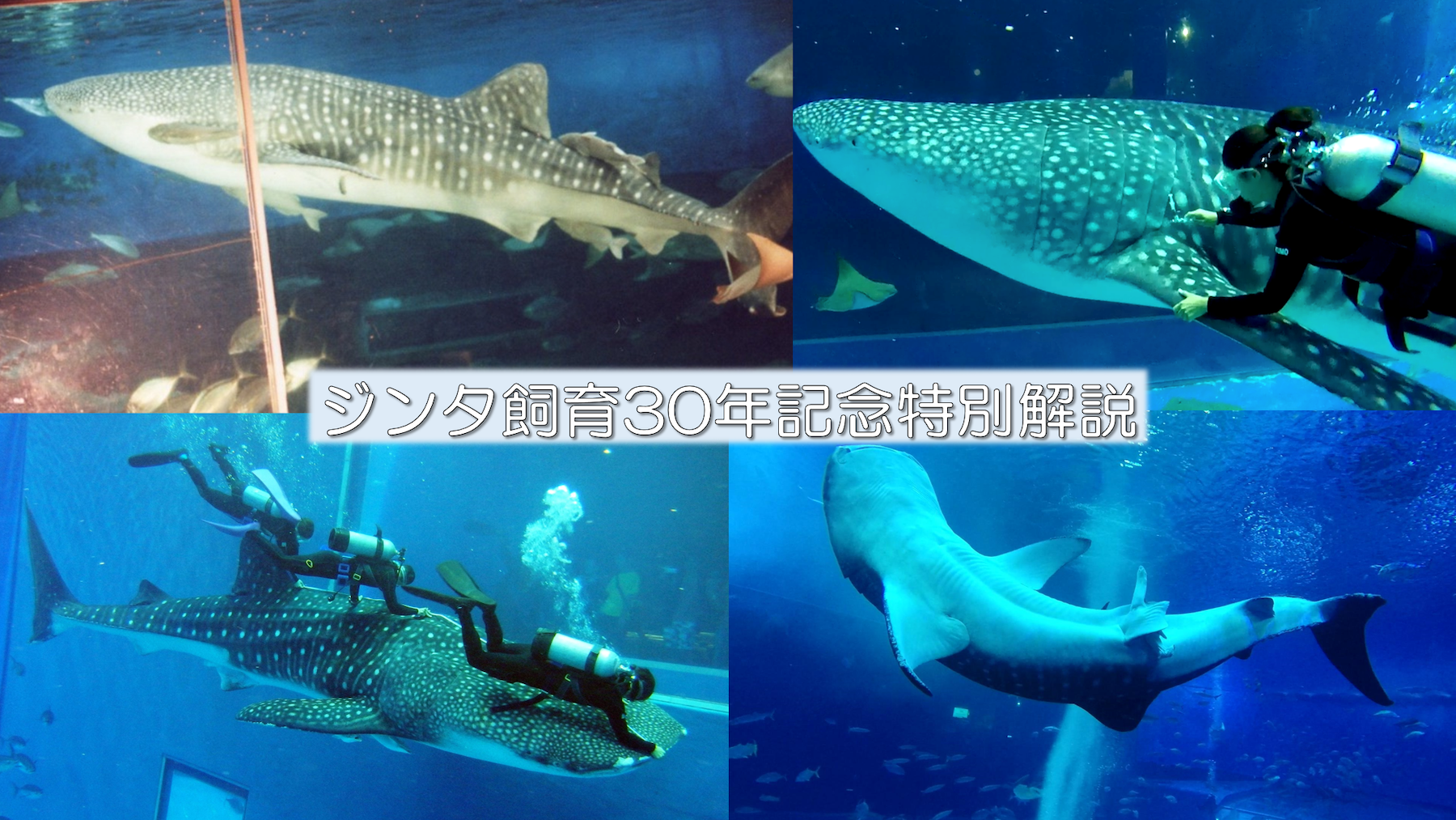 沖縄美ら海水族館