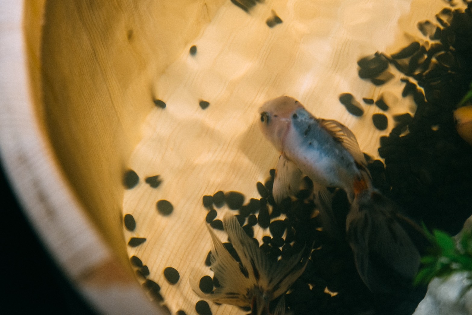 沖縄金魚ミュージアム