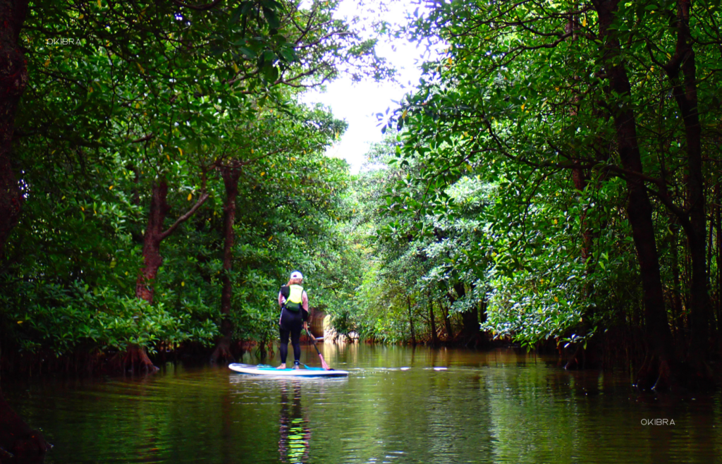 西表島ホテルby星野リゾート リゾートホテル 西表島 世界自然遺産 アクティビティ マングローブSUP