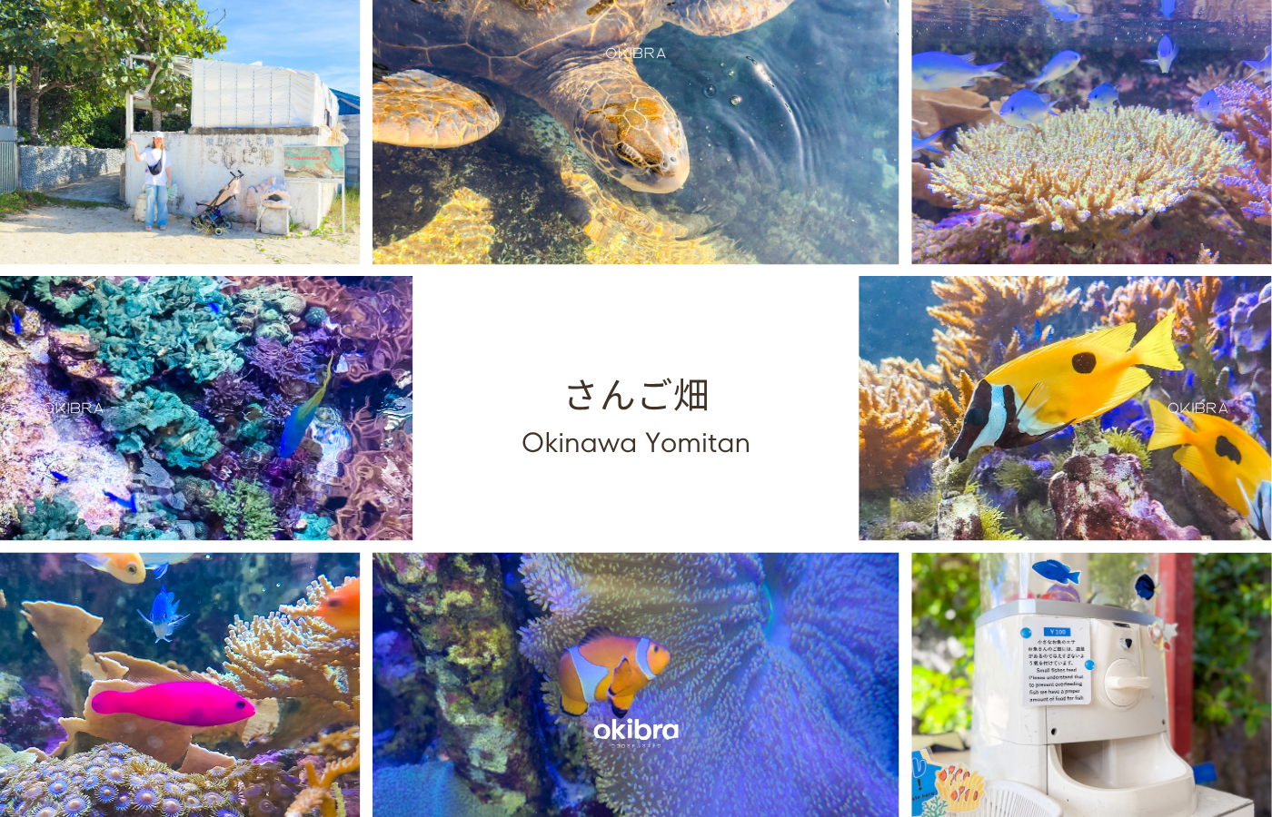 沖縄県読谷村 さんご畑 Coral Farm 観光スポット 小さな水族館 養殖サンゴ ウミガメ 餌やり