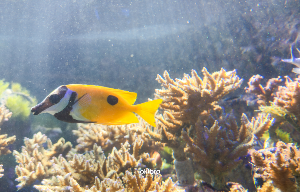 沖縄県読谷村 さんご畑 Coral Farm 観光スポット 小さな水族館 養殖サンゴ ウミガメ 餌やり