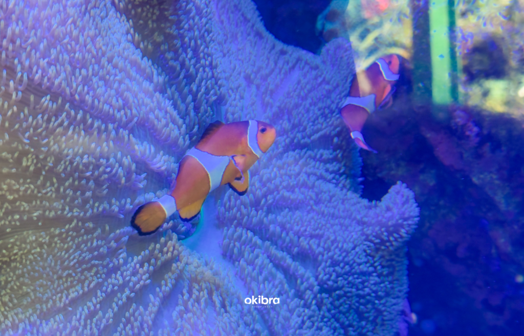 沖縄県読谷村 さんご畑 Coral Farm 観光スポット 小さな水族館 養殖サンゴ ウミガメ 餌やり