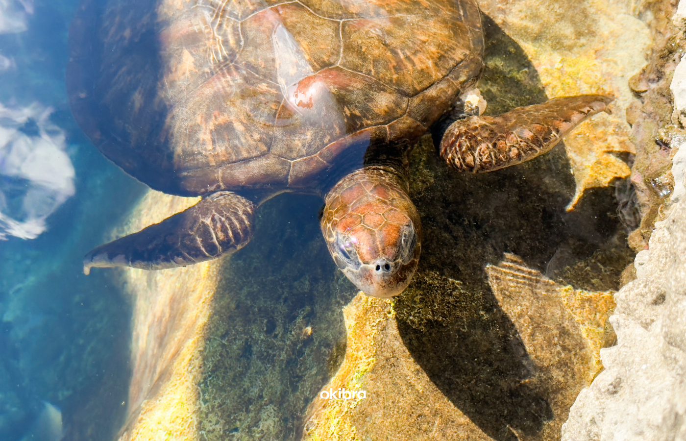 沖縄県読谷村 さんご畑 Coral Farm 観光スポット 小さな水族館 養殖サンゴ ウミガメ 餌やり