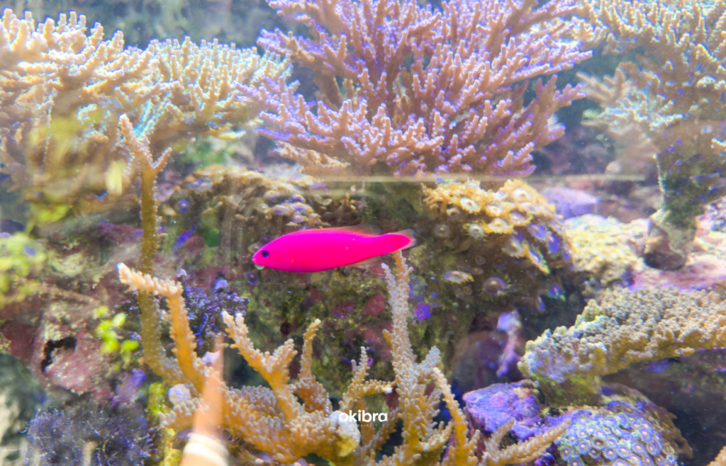 さんご畑 Coral Farm