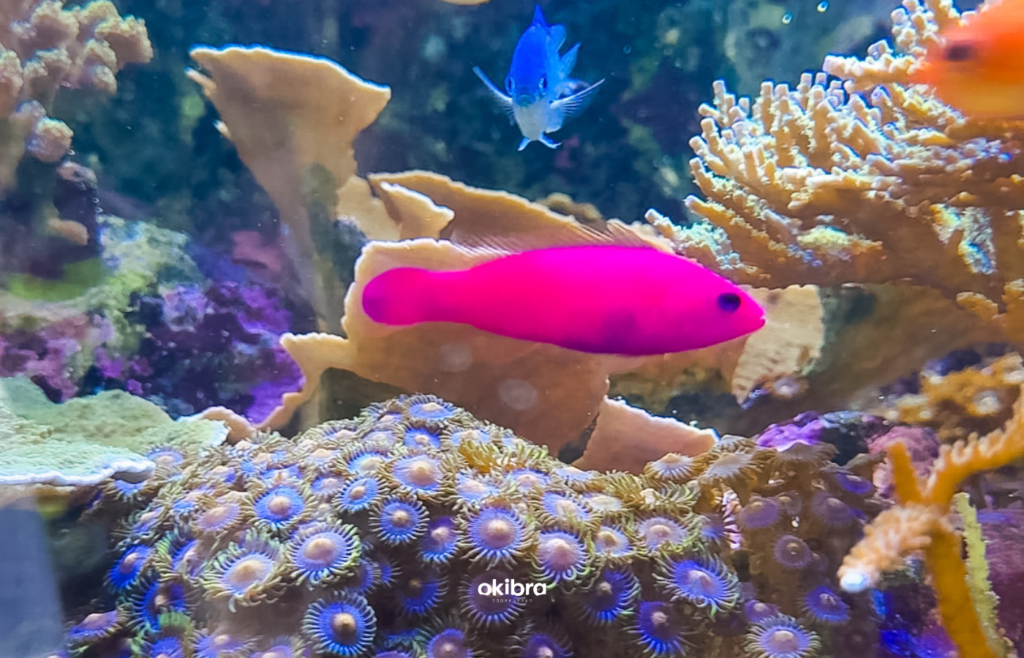 沖縄県読谷村 さんご畑 Coral Farm 観光スポット 小さな水族館 養殖サンゴ ウミガメ 餌やり