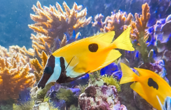 沖縄県読谷村 さんご畑 Coral Farm 観光スポット 小さな水族館 養殖サンゴ ウミガメ 餌やり