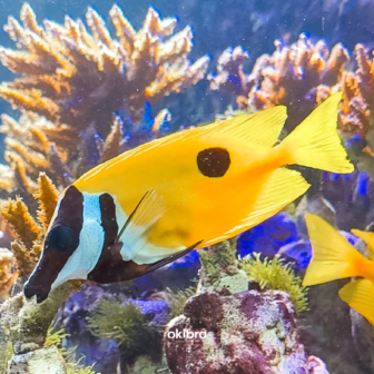 沖縄県読谷村 さんご畑 Coral Farm 観光スポット 小さな水族館 養殖サンゴ ウミガメ 餌やり