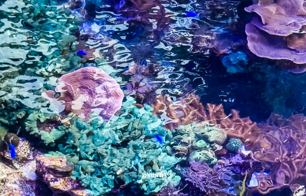 沖縄県読谷村 さんご畑 Coral Farm 観光スポット 小さな水族館 養殖サンゴ ウミガメ 餌やり