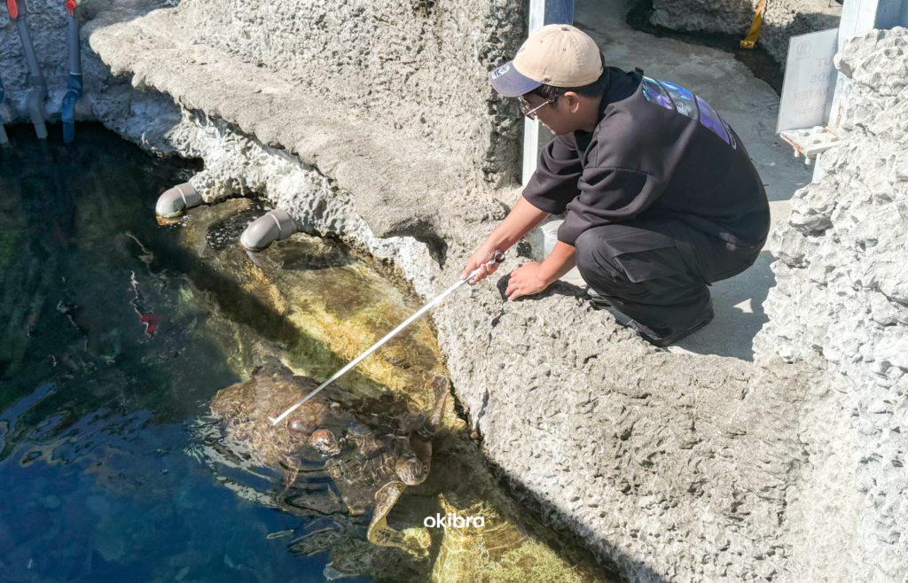 沖縄県読谷村 さんご畑 Coral Farm 観光スポット 小さな水族館 養殖サンゴ ウミガメ 餌やり