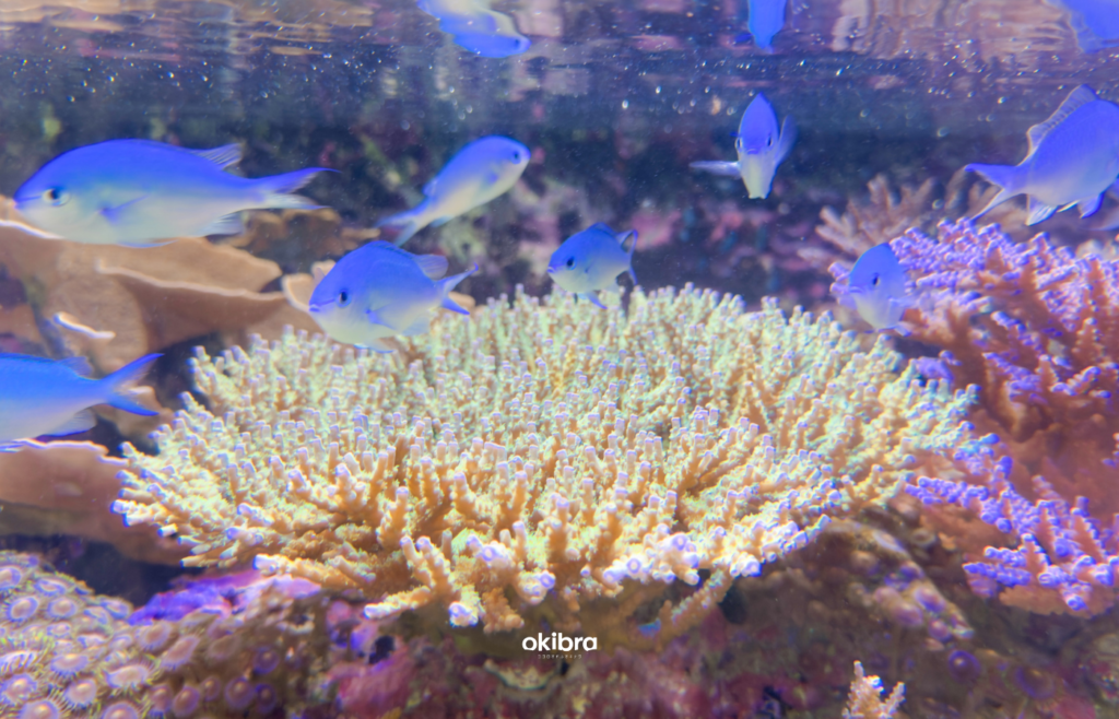 沖縄県読谷村 さんご畑 Coral Farm 観光スポット 小さな水族館 養殖サンゴ ウミガメ 餌やり