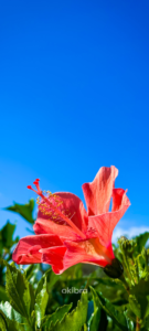 沖縄依存診断 スマホ壁紙4