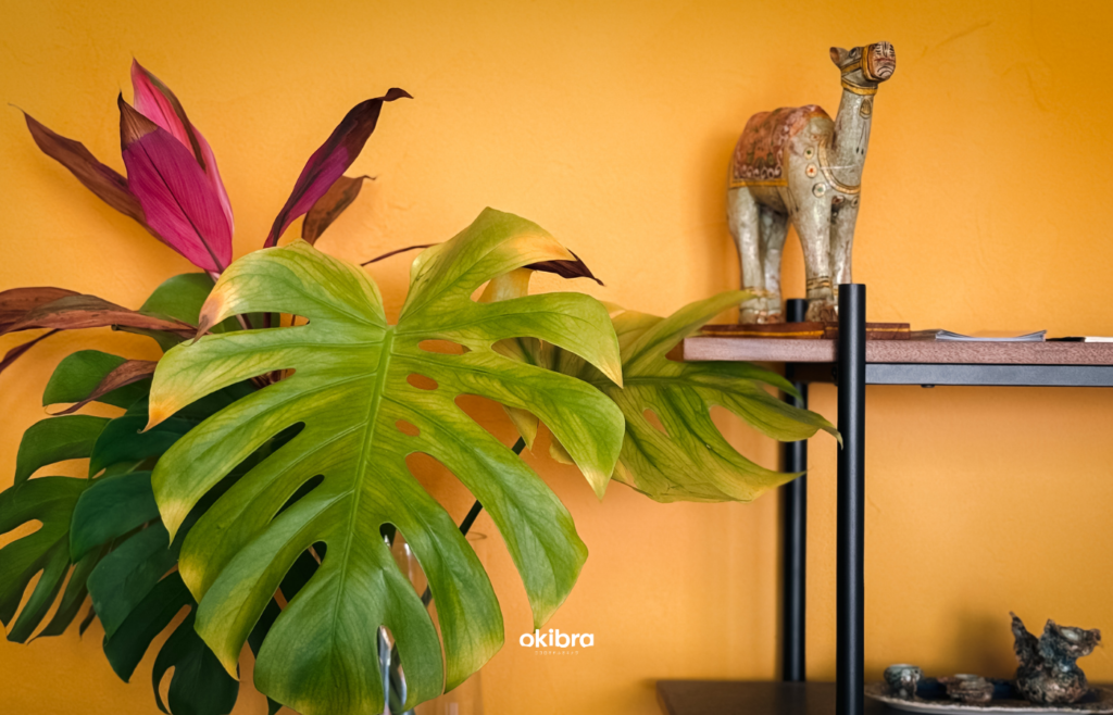 沖縄県今帰仁村 宿 陽月-Hizuki- 2組限定 ヴィラ フクギ並木 沖縄集落