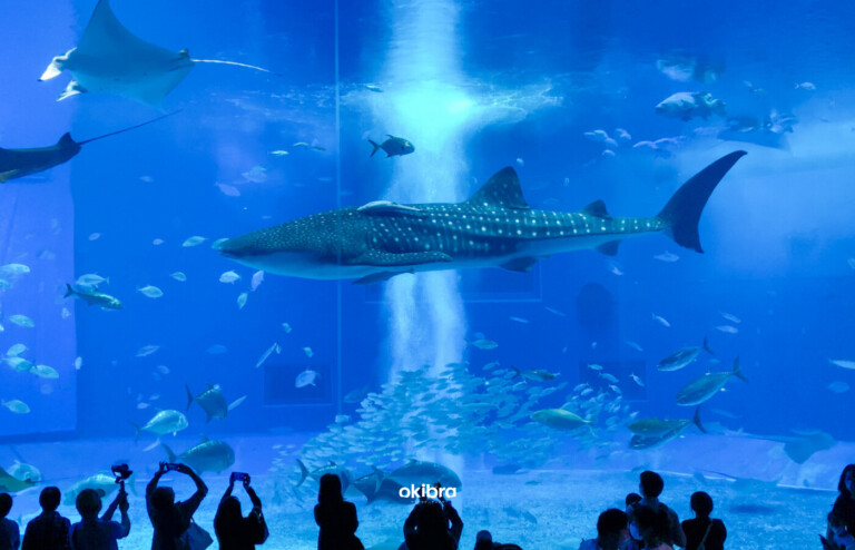 Billets en prévente pour l'Aquarium de Churaumi, à l'aire de repos de Kyoda