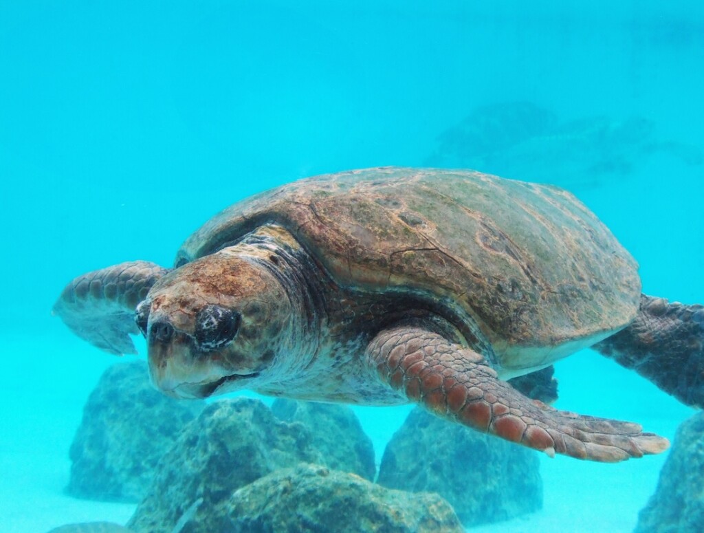 【海洋博公園】8/23（日） 海洋文化館 × 沖縄美ら海水族館 海洋文化講座スペシャルセッション「沖縄のウミガメの生態と太平洋のウミガメ文化」開催