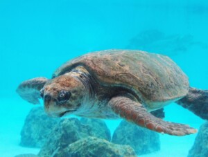 【海洋博公園】8/23(日) 海洋文化館 × 沖縄美ら海水族館 海洋文化講座スペシャルセッション「沖縄のウミガメの生態と太平洋のウミガメ文化」開催